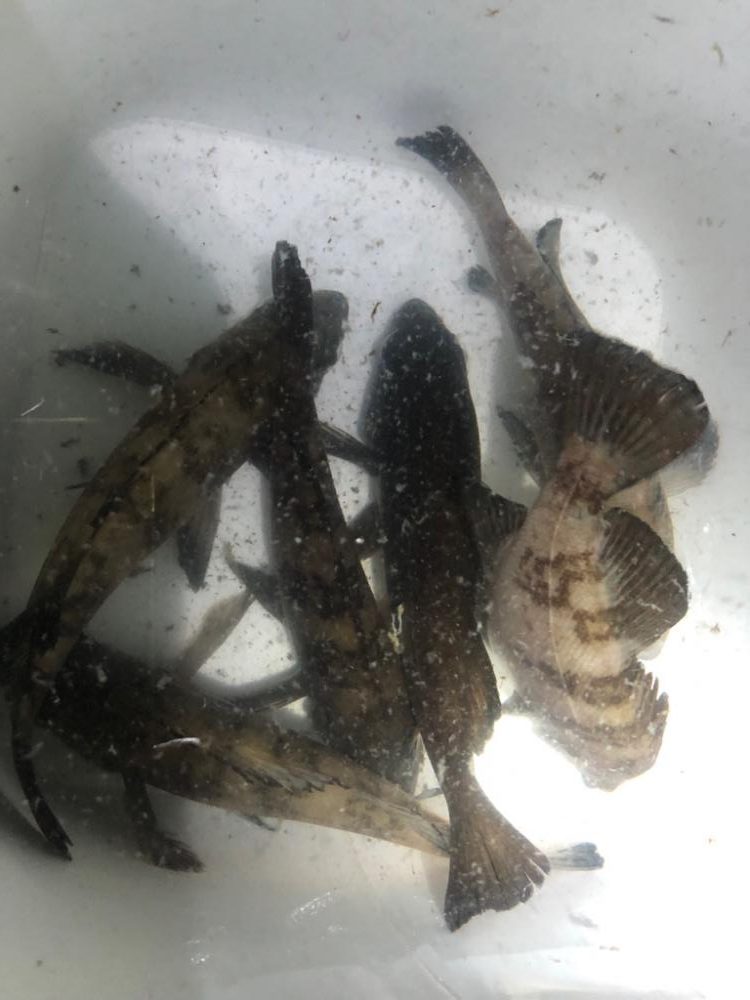 プラグでも、ワームでも