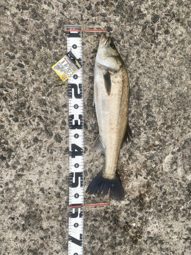 狙いは潮位の高い午前中