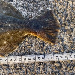 今度はヒラメ!ジャックアイグロッキーが止まらない!