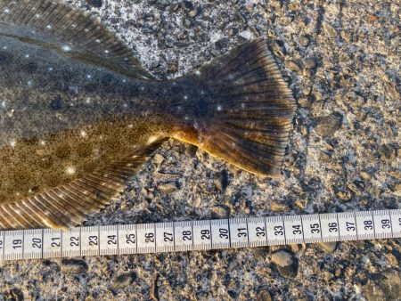 今度はヒラメ!ジャックアイグロッキーが止まらない!