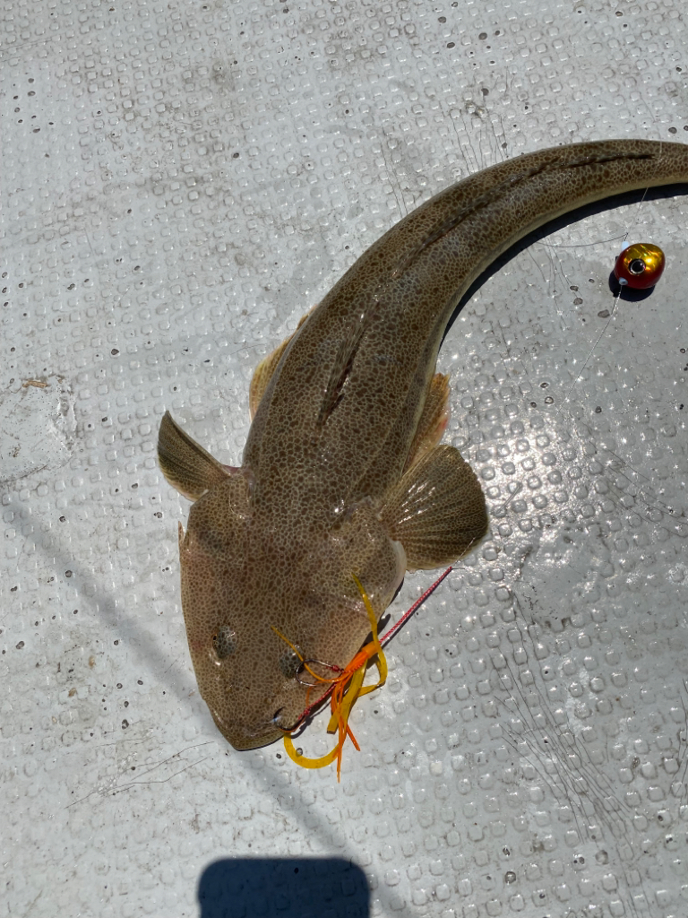 久しぶりのタイラバ