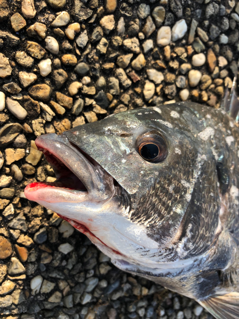 アタリが多く楽しめました