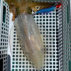 春イカスタート