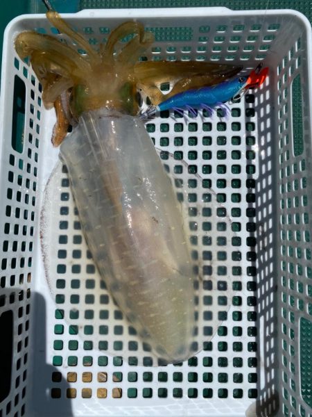 春イカスタート