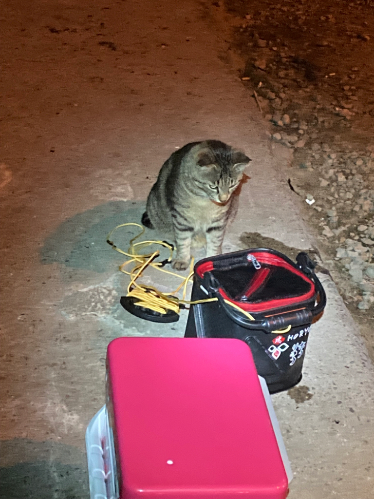 アジを探しています。