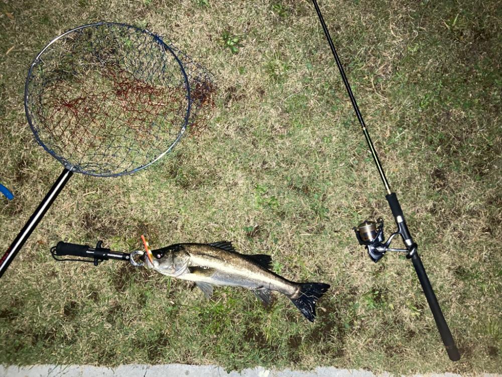 港湾バチハイシーズン
