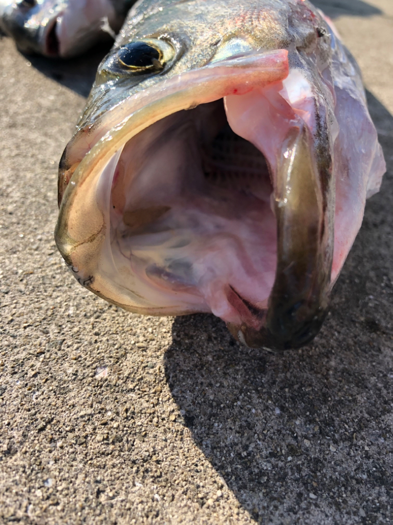 ポカポカのGW セイゴ釣り