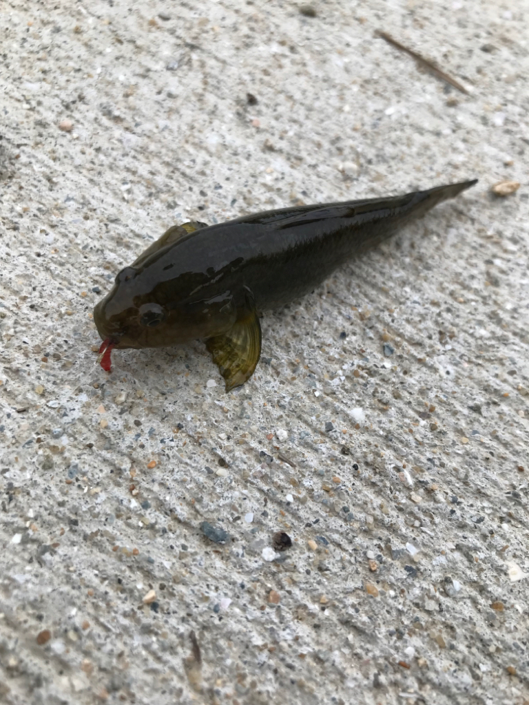 夕涼みの河川ミャク釣り