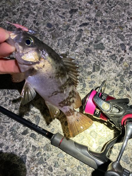 GWメバリング第一弾