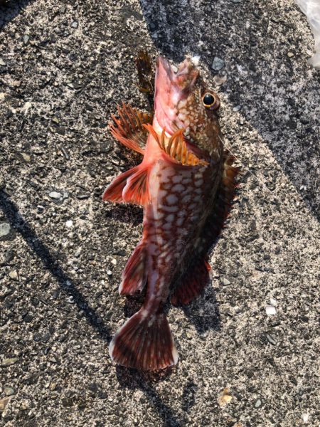 ジギング空振り→癒しのガッシー