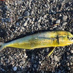 サーフシイラ出ました！