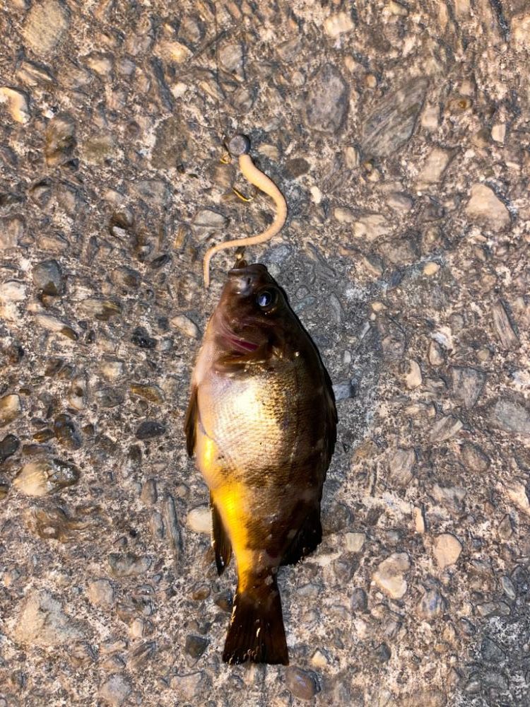 ゴールデンウィーク釣行