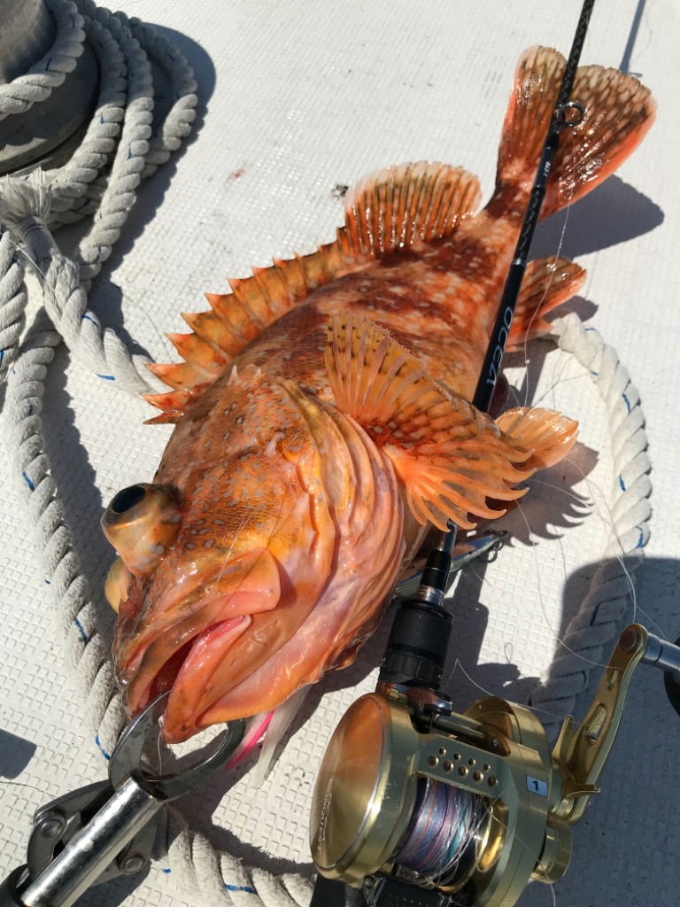 鳥取沖で、ネギング