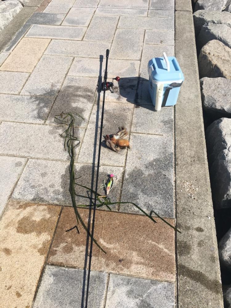 久しぶりのタコ釣り