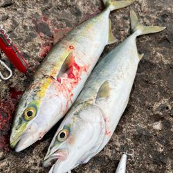 過去1のナブラ祭り