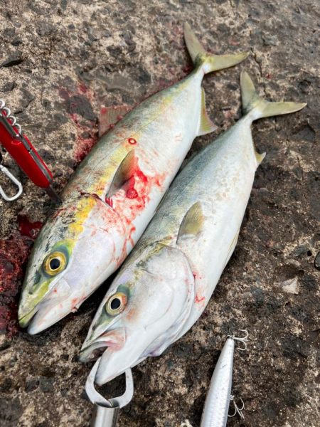 過去1のナブラ祭り