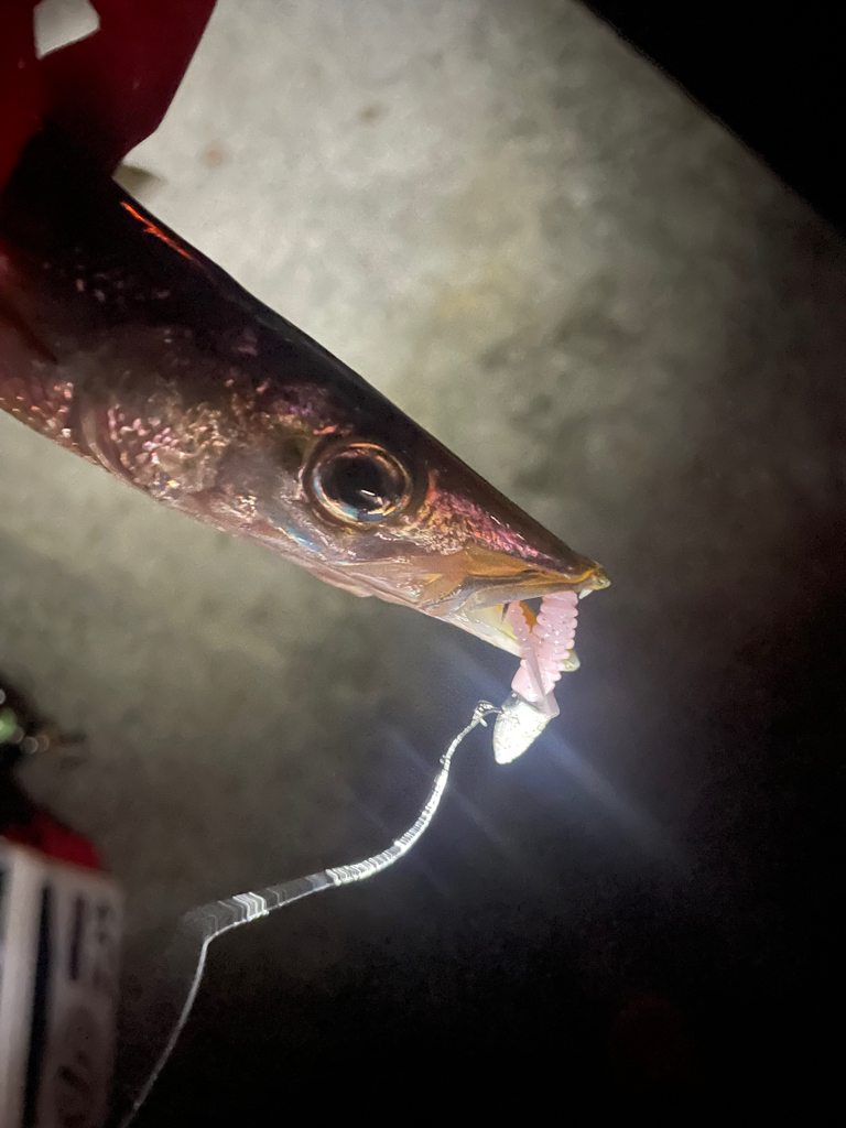 カマス狙いで初遠征