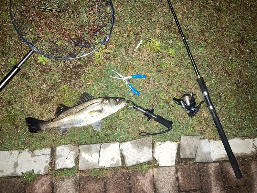 雨上がりシーバス