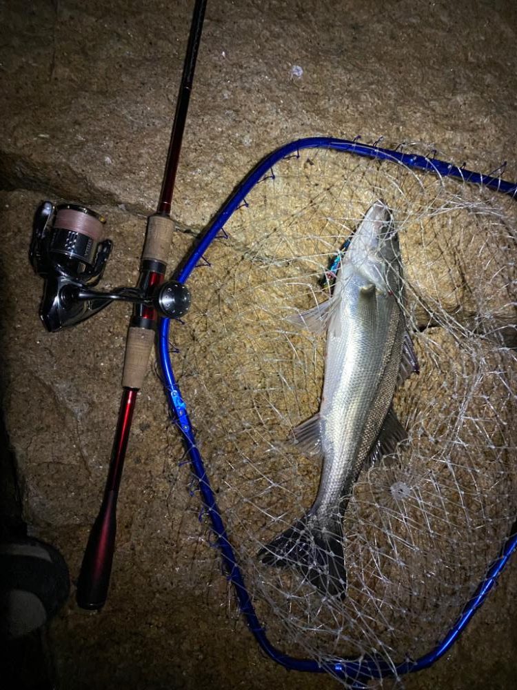 バチ抜けシーバス　ほぼボラ