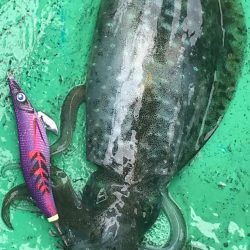 いつ何時も頼りになるベイトフェザーネオグロー！！