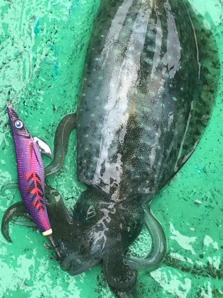 いつ何時も頼りになるベイトフェザーネオグロー！！