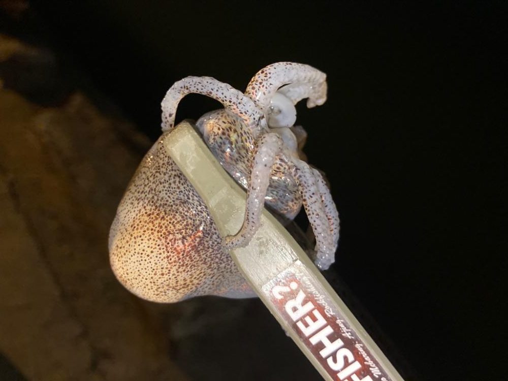 アジは何処へ行った (-。-;