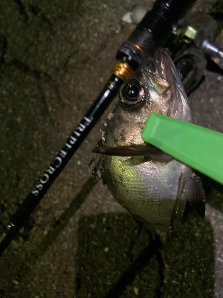 春メバル開幕！