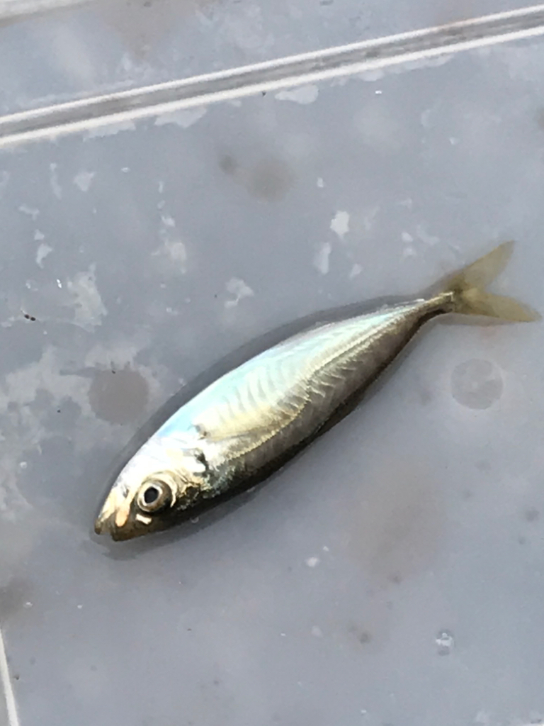 サビキ四目達成