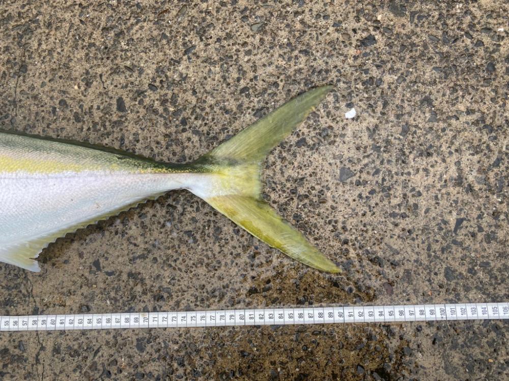 ヒラスズキのボイル乱舞!なのに釣れたのは!?