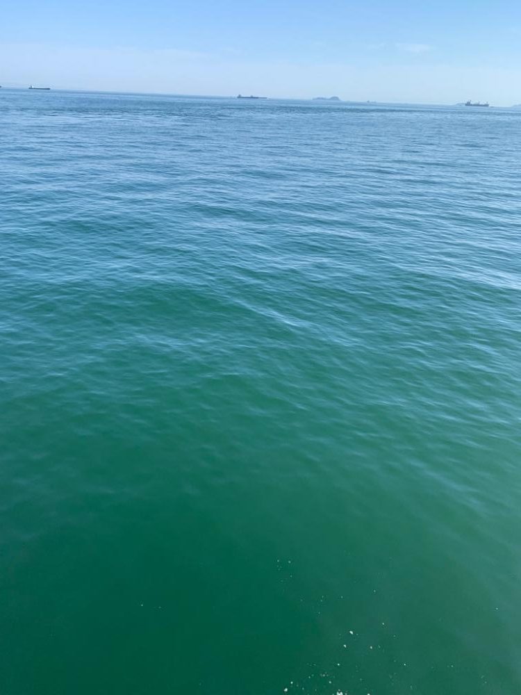 今期２本目メジロ