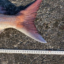 ジャックアイグロッキーで自己記録更新の大真鯛！