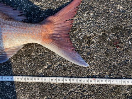 ジャックアイグロッキーで自己記録更新の大真鯛！