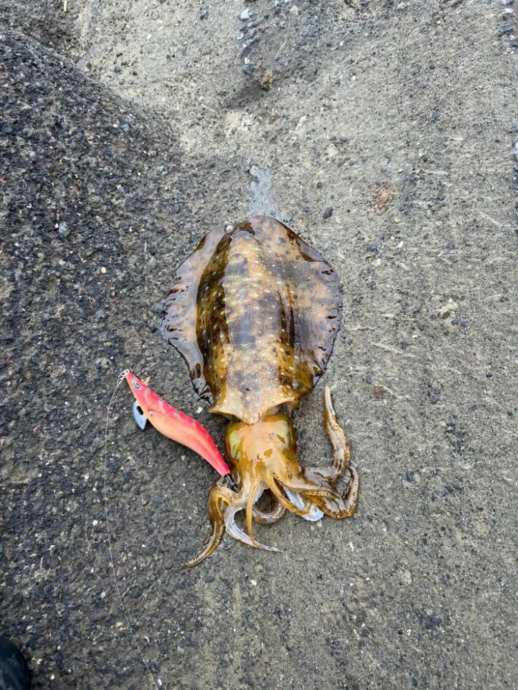 やっと春が来た。