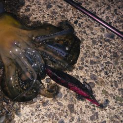 月夜に釣られて