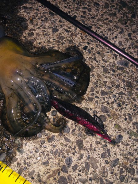 月夜に釣られて