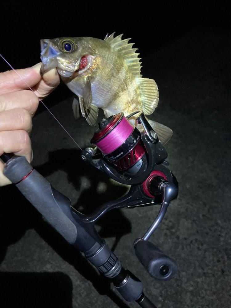 メバル好調です