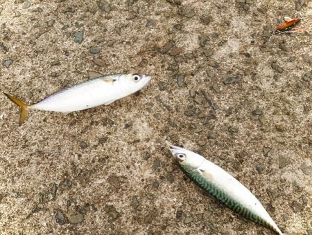 サバゲー開始？で、青物どこー！？