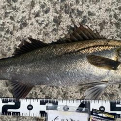 連日良型ハネ、スズキ狙い