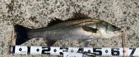 連日良型ハネ、スズキ狙い