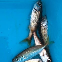 アジングなのにムツングに…