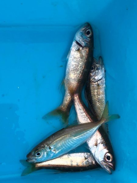 アジングなのにムツングに…