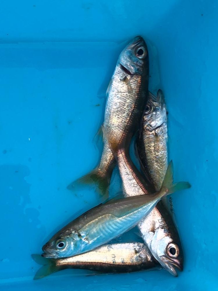 アジングなのにムツングに…