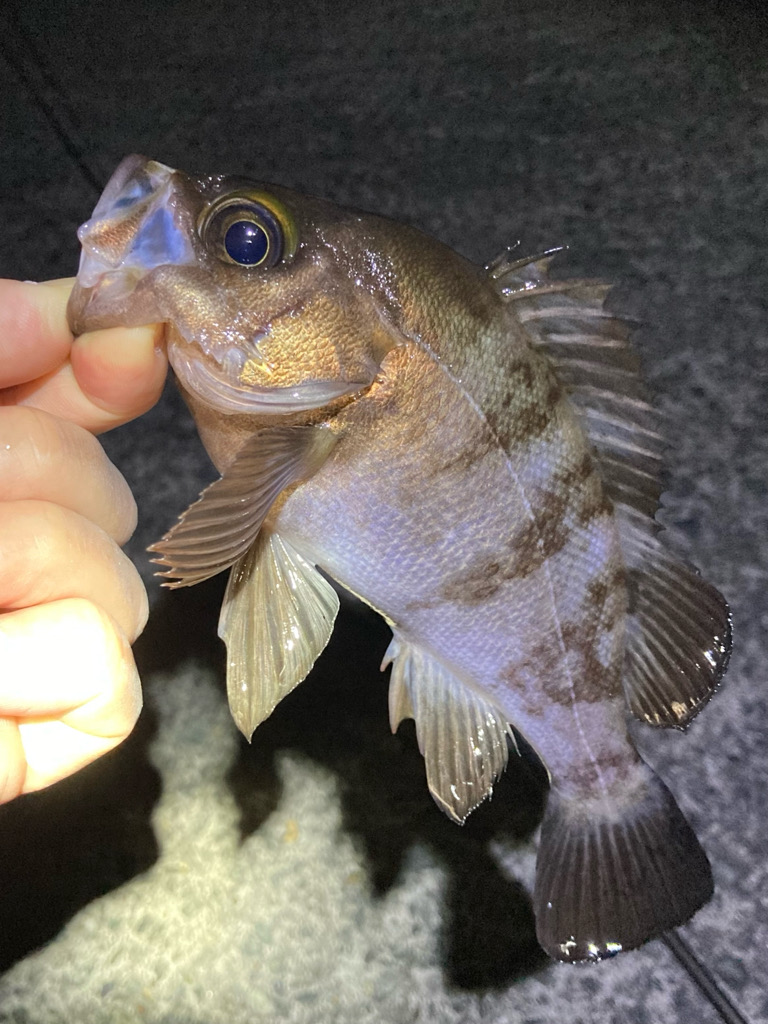 GWメバリング2回目