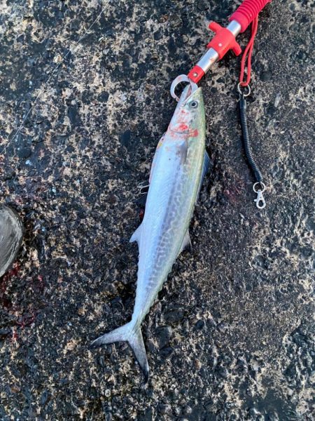 ショアジギング