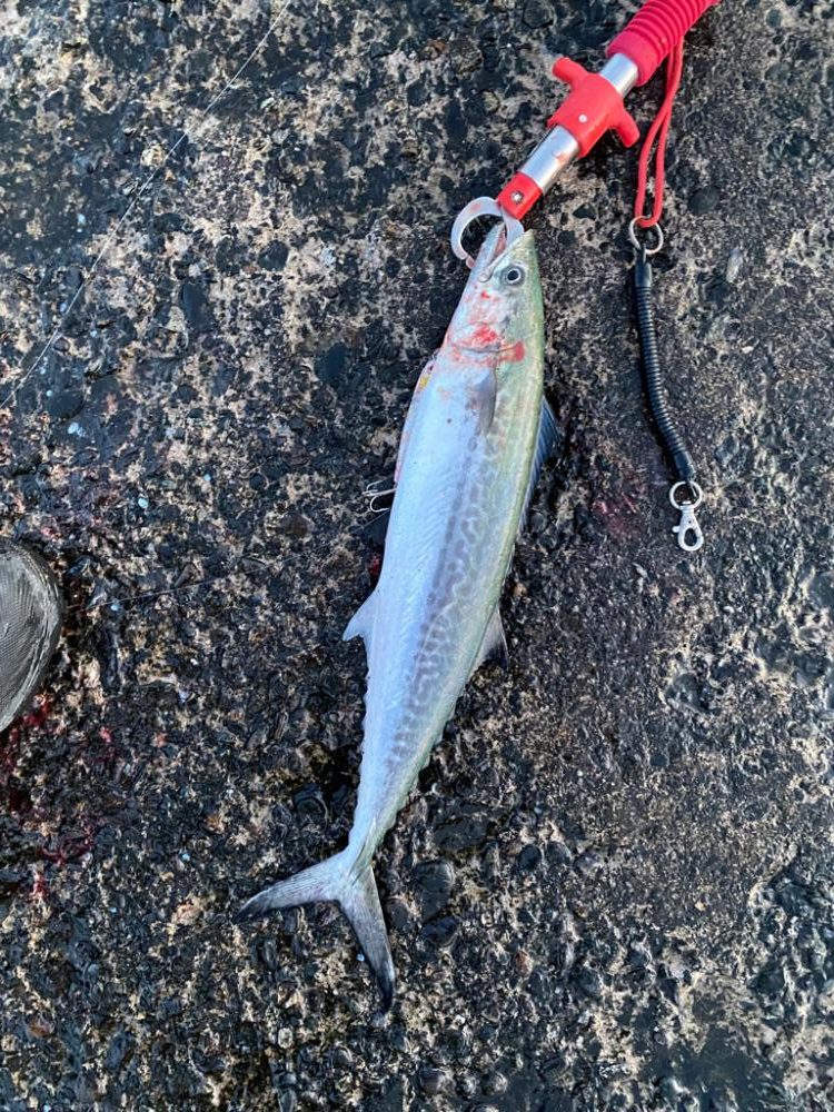 ショアジギング