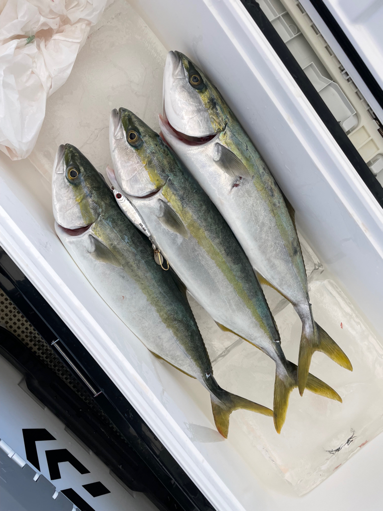 明石沖ジギング