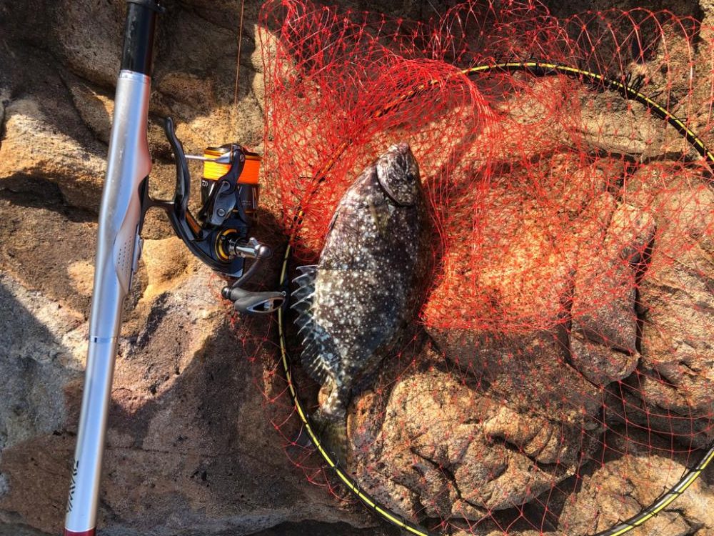 梅雨グレ 磯釣り