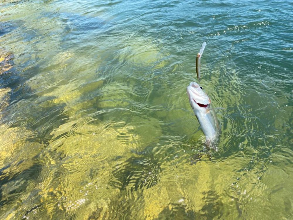 高島の泉でエリアトラウト