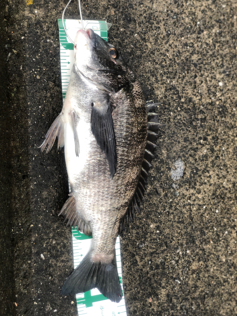 チヌ落とし込み