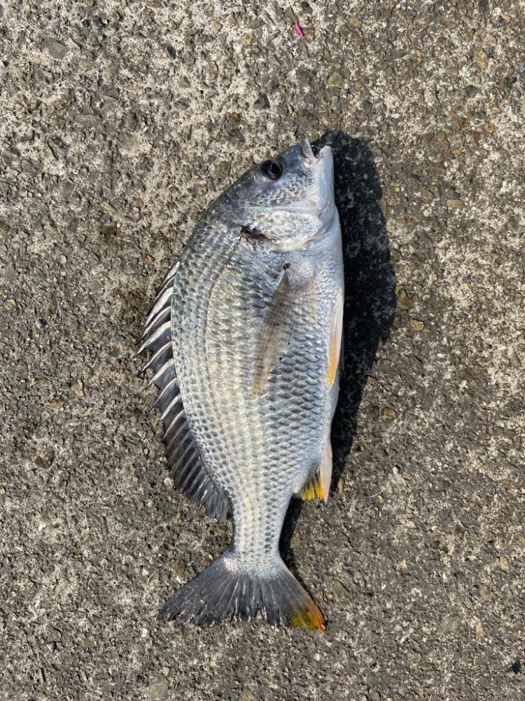 スライダーのチヌ